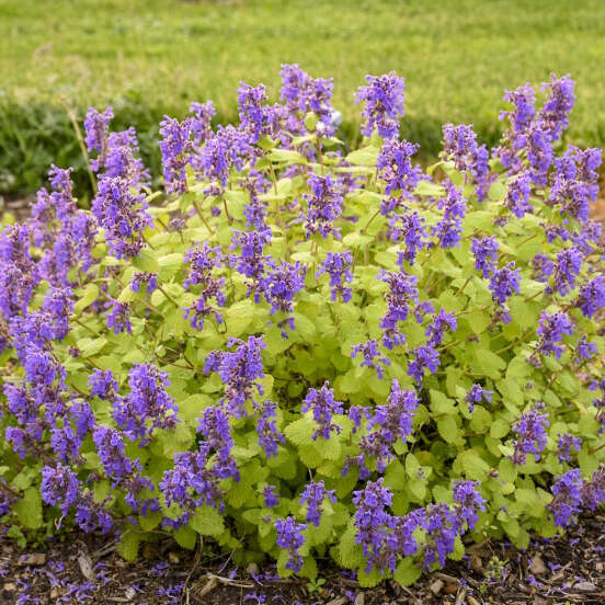 Nepeta 'Chartreuse on the Loose'