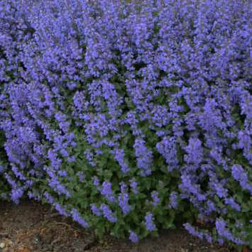 Nepeta faassenii 'Purrsian Blue'