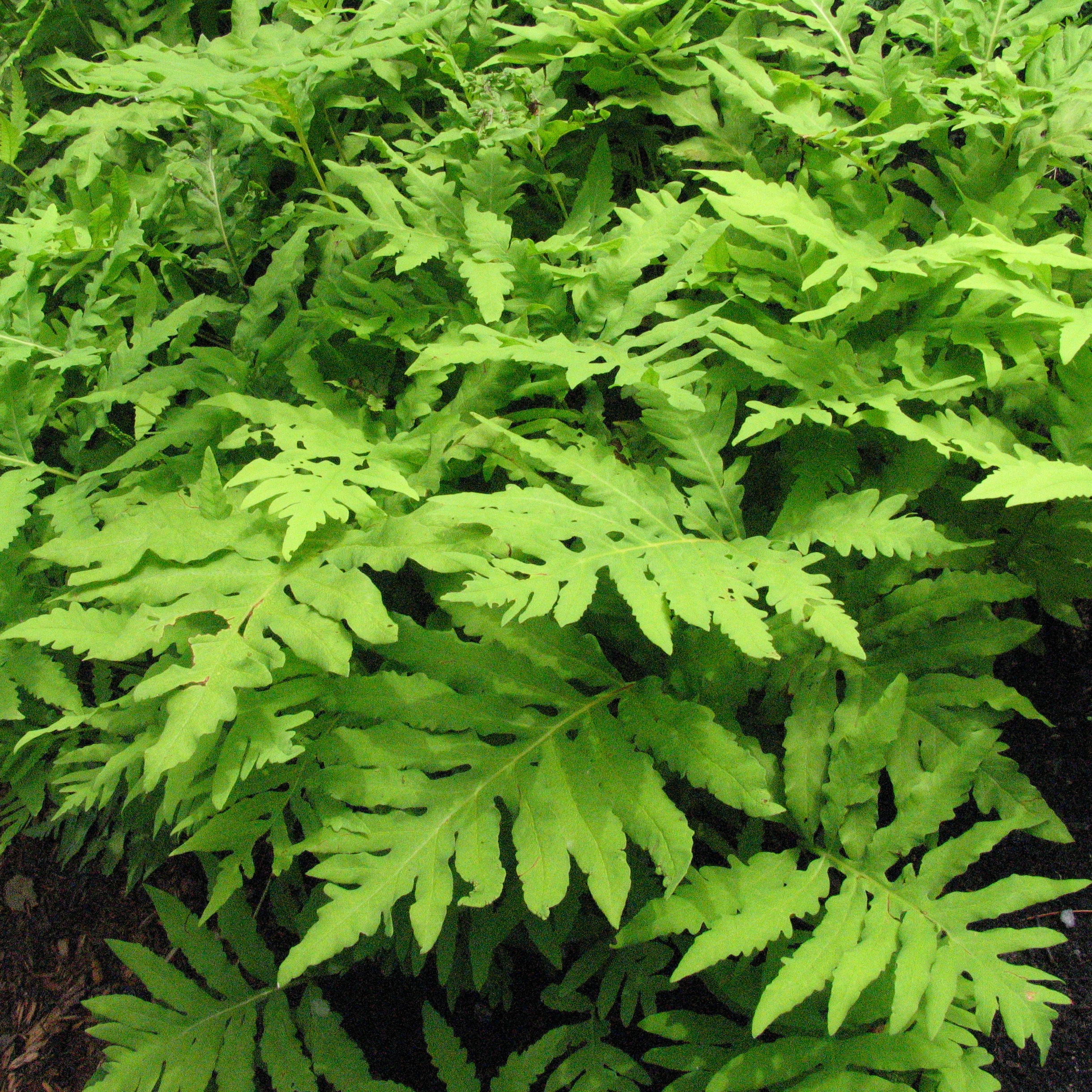 Onoclea sensibilis