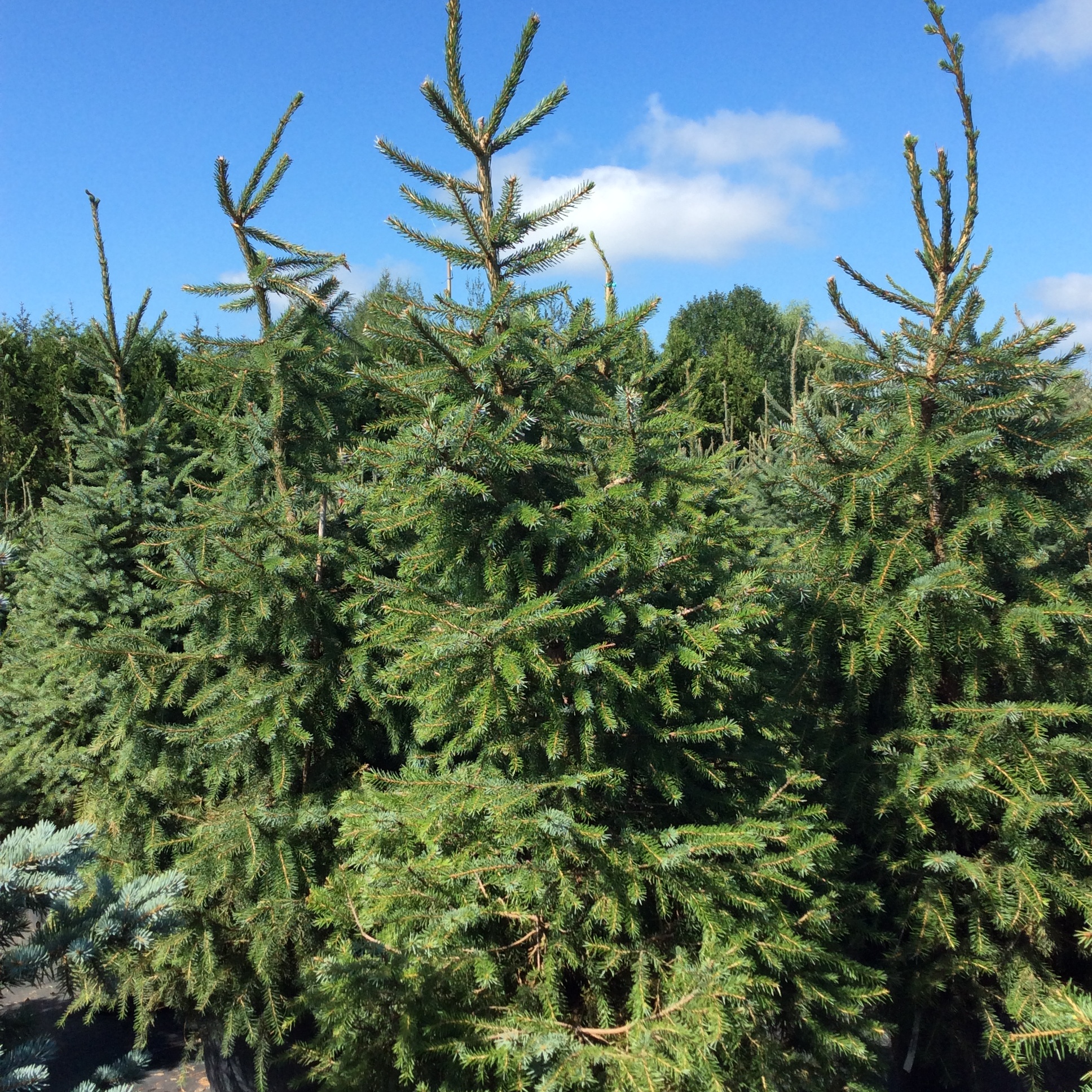 Picea omorika