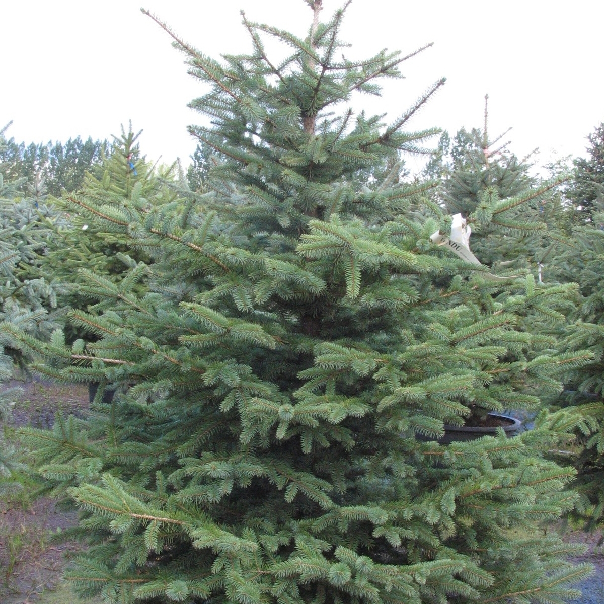 Picea pungens