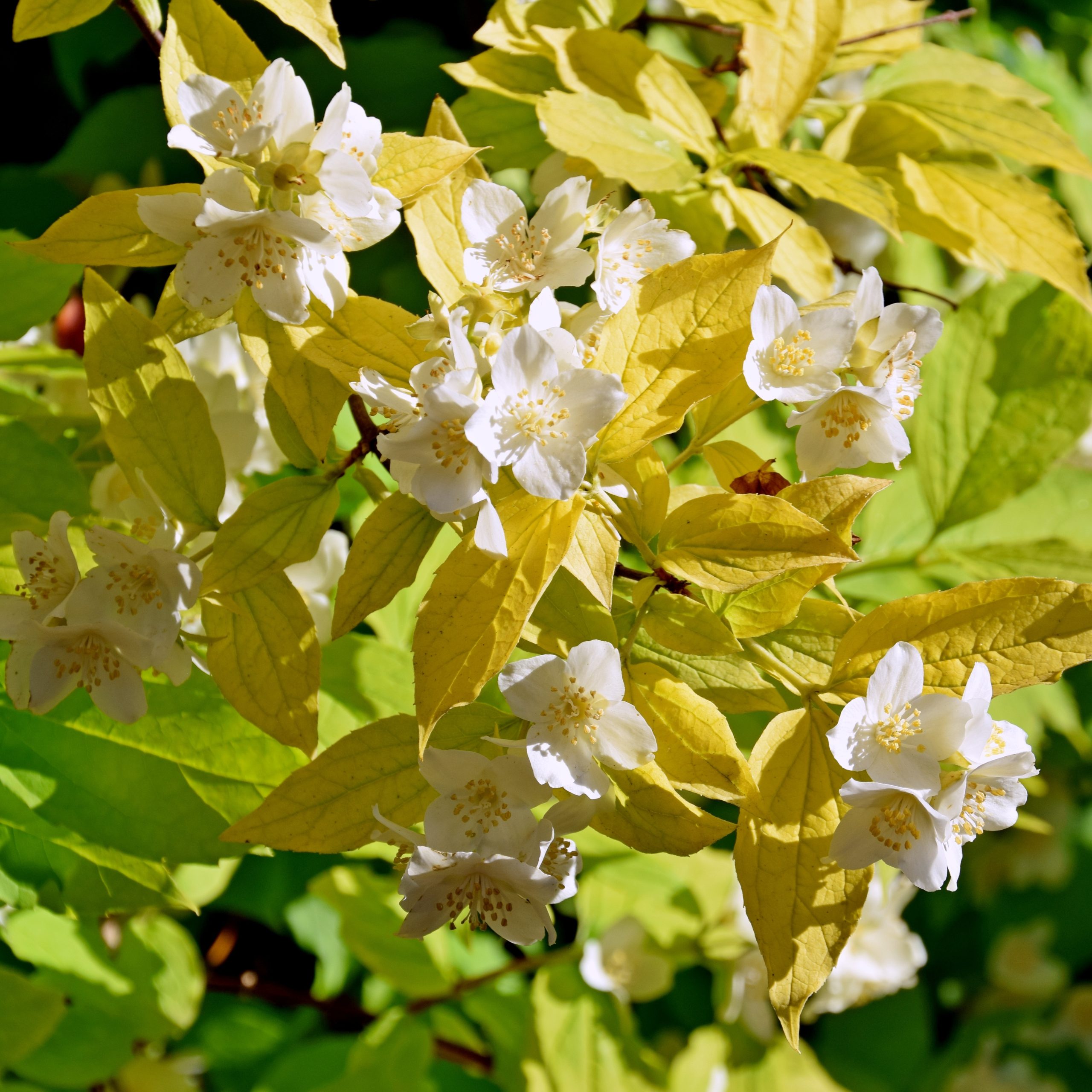 Philadelphus coronarius 'Aureus'