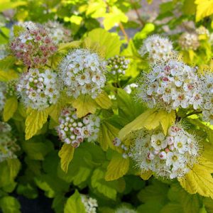 Physocarpus opulifolius 'Nugget'
