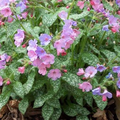 Pulmonaria saccharata 'Mrs Moon'