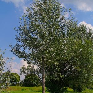 Populus deltoides 'Siouxland'