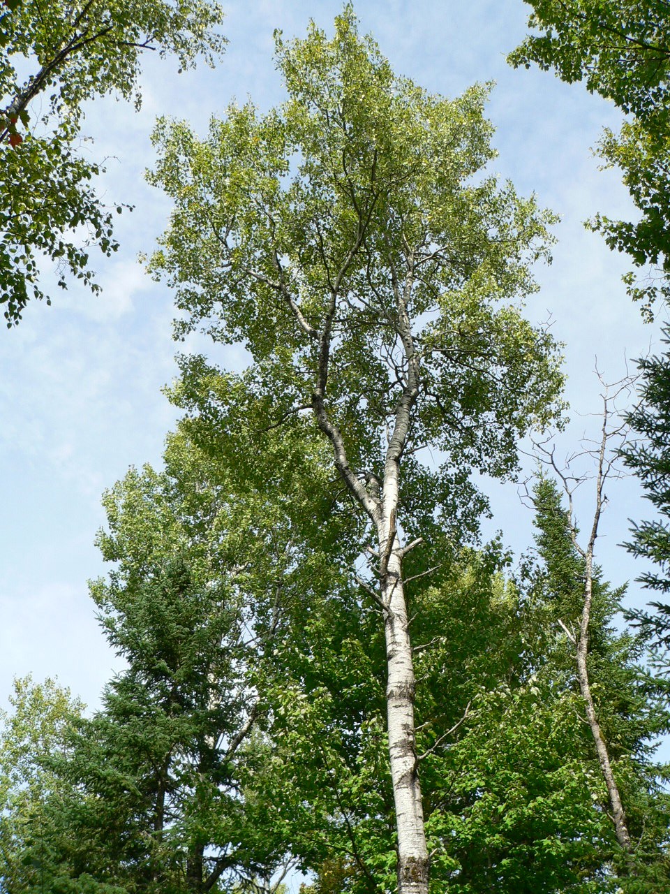 Populus tremuloides