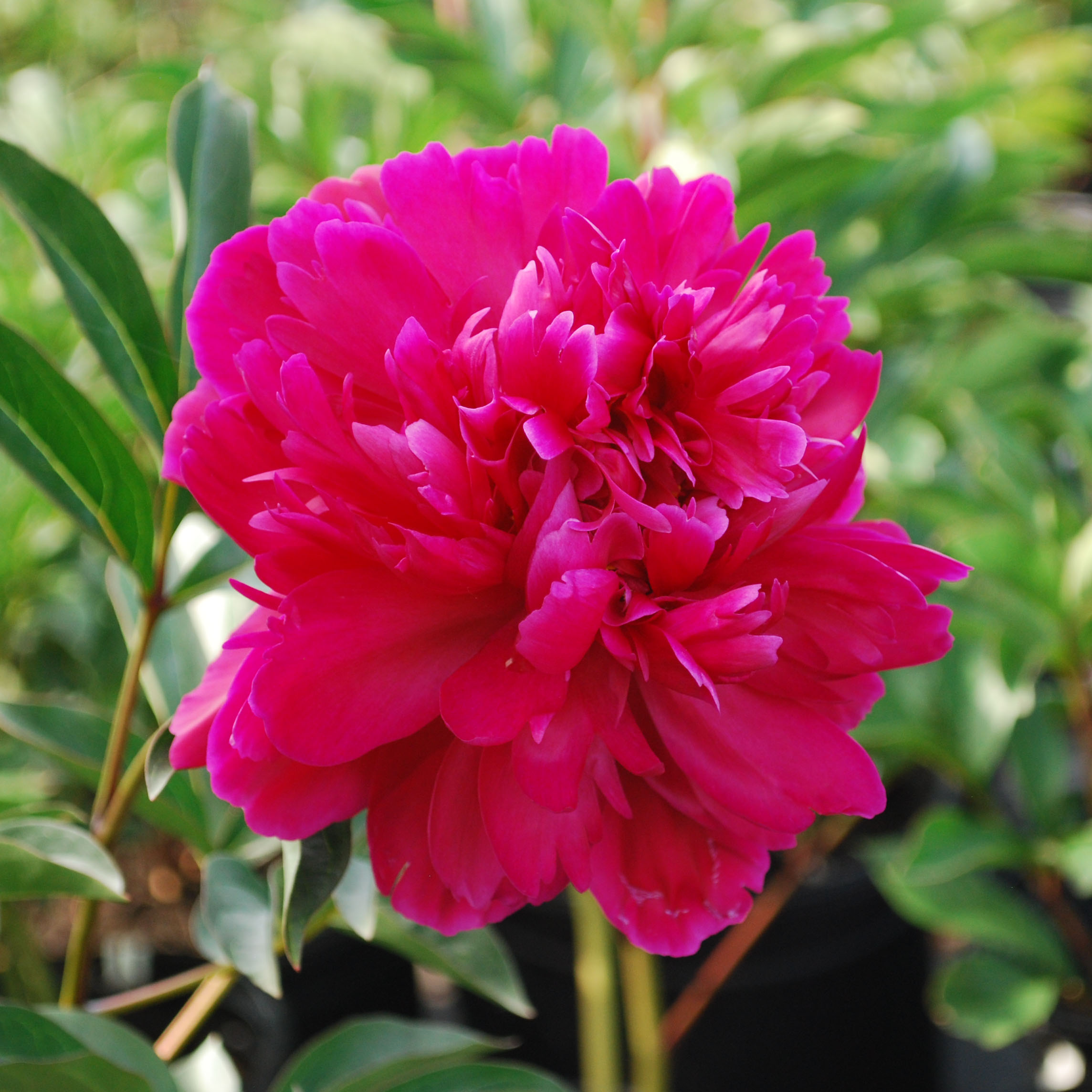 Paeonia lactiflora 'Karl Rosenfield'