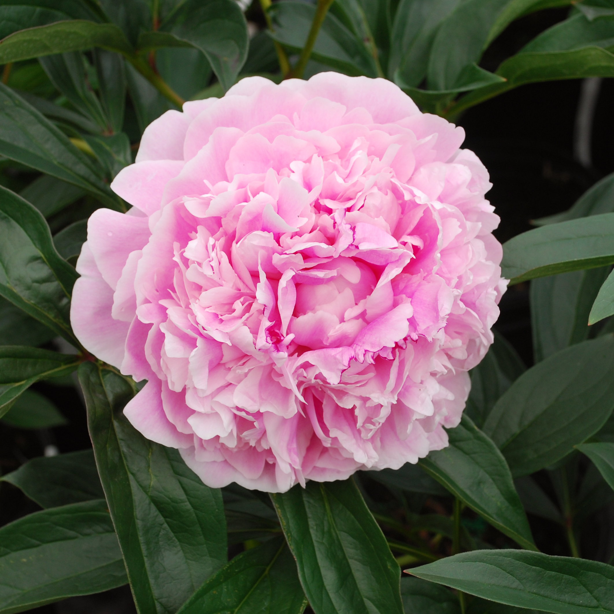 Paeonia lactiflora 'Sarah Bernhardt'