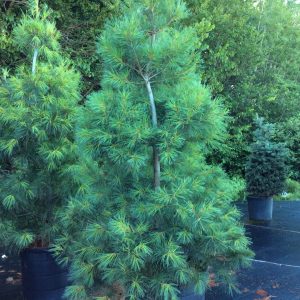 Pinus strobus