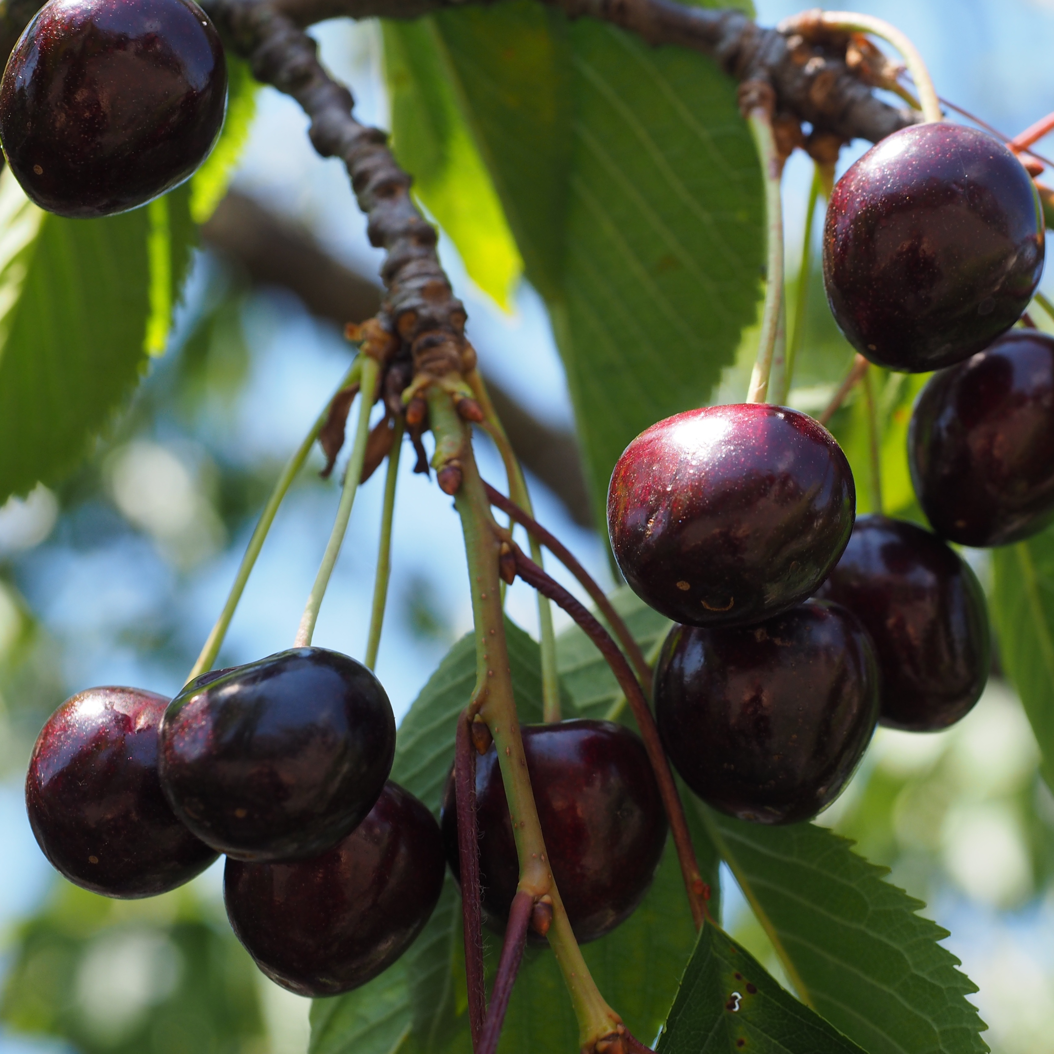 Prunus Carmine Jewel