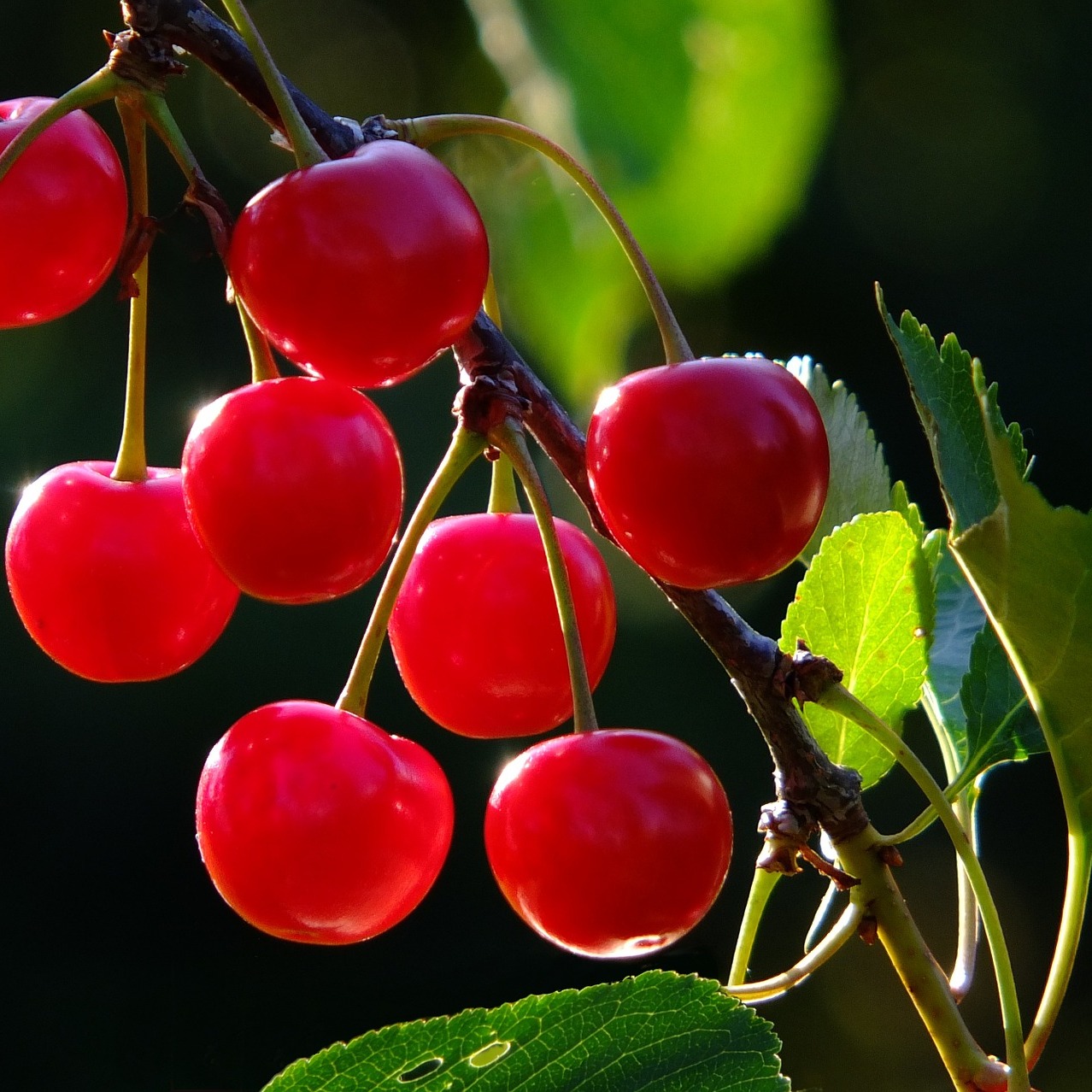Prunus 'Montmorency'