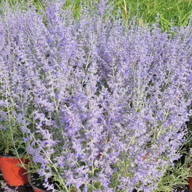 Perovskia atriplicifolia 'Peek a Blue'