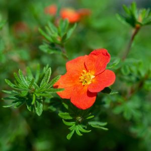 Potentilla fruticosa 'Red Joker'