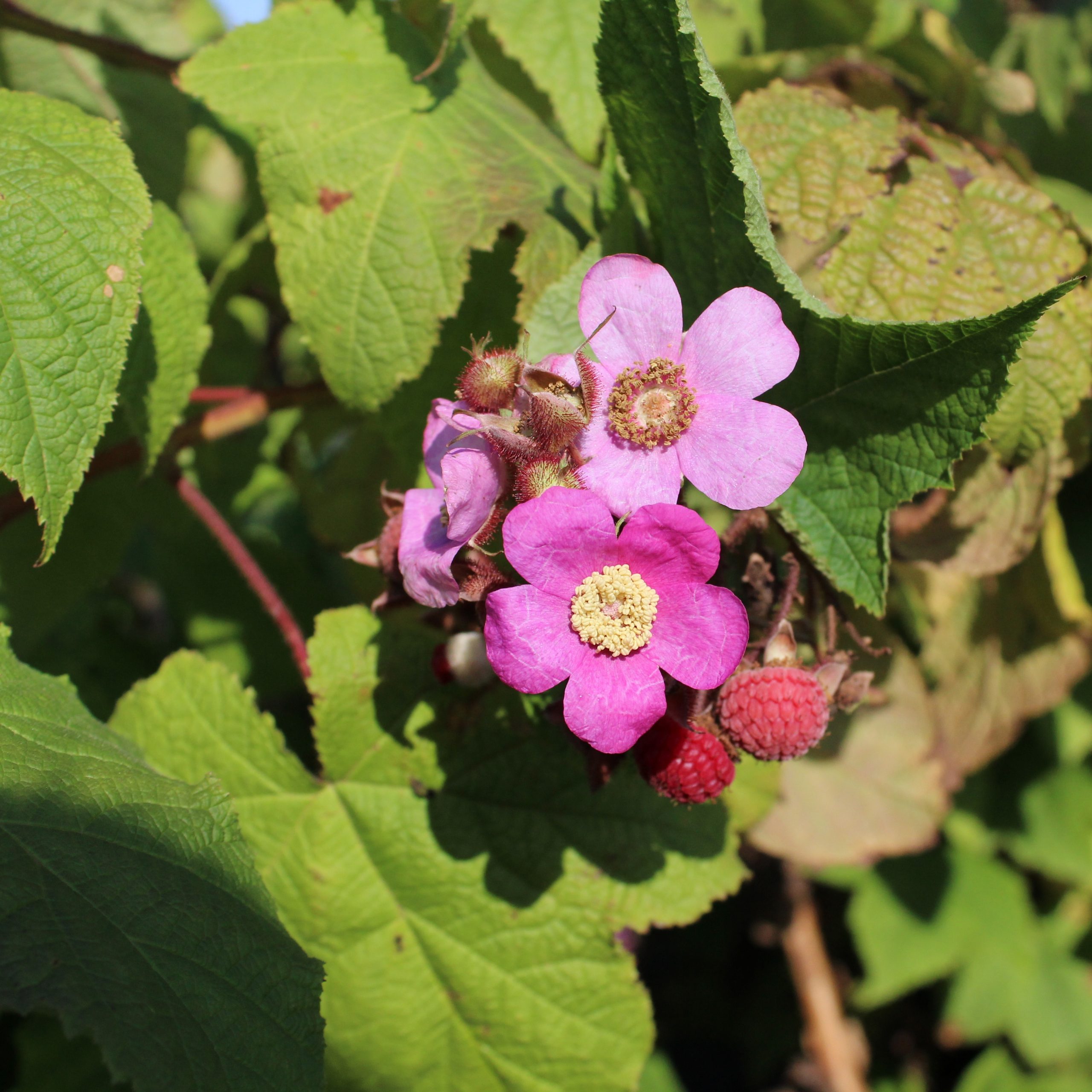 Rubus odoratus