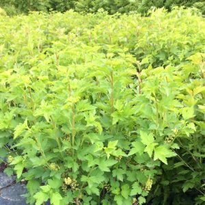 Ribes alpinum 'Schmidt'