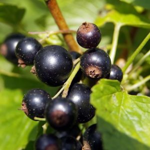 Ribes 'Black Down'
