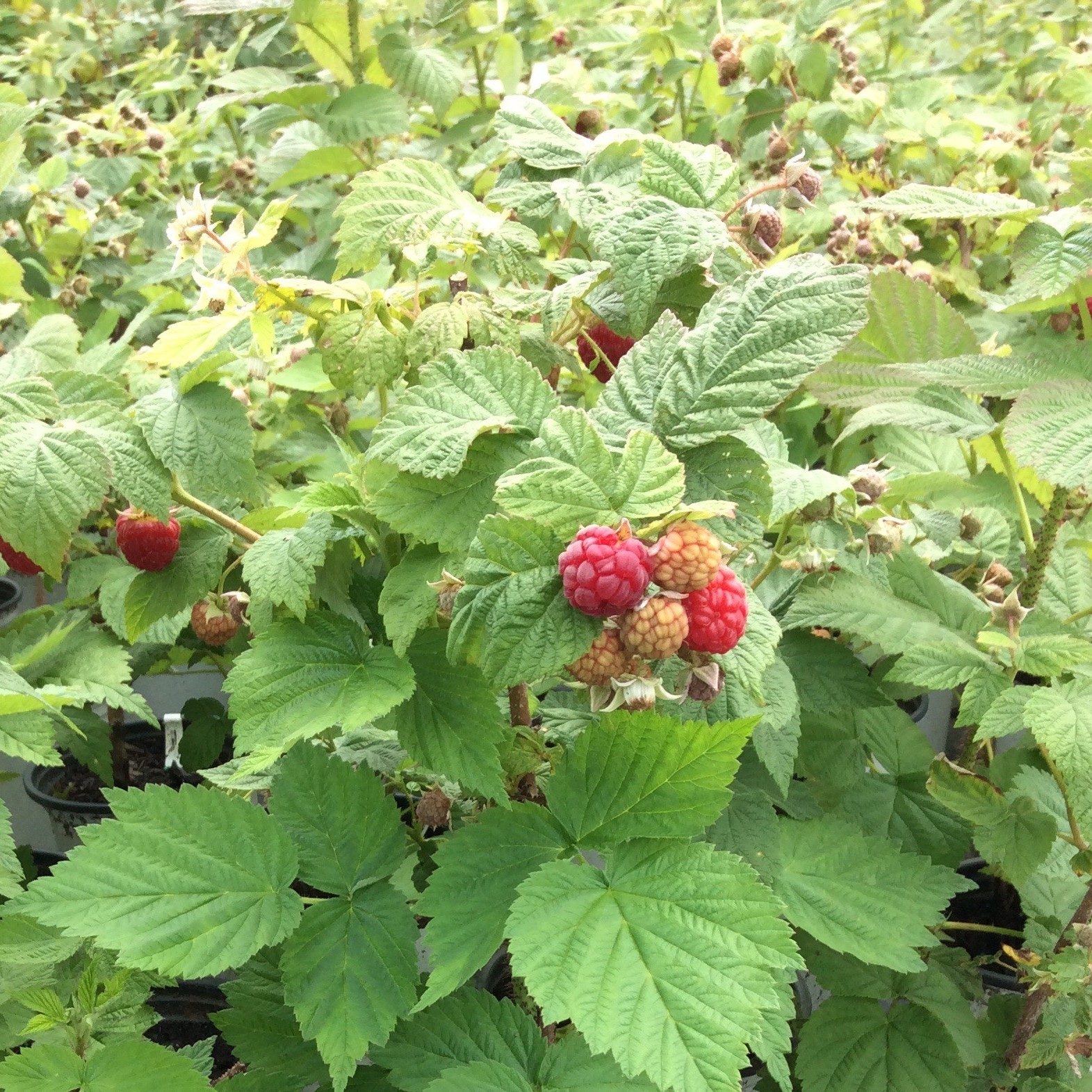 Rubus 'Boyne'