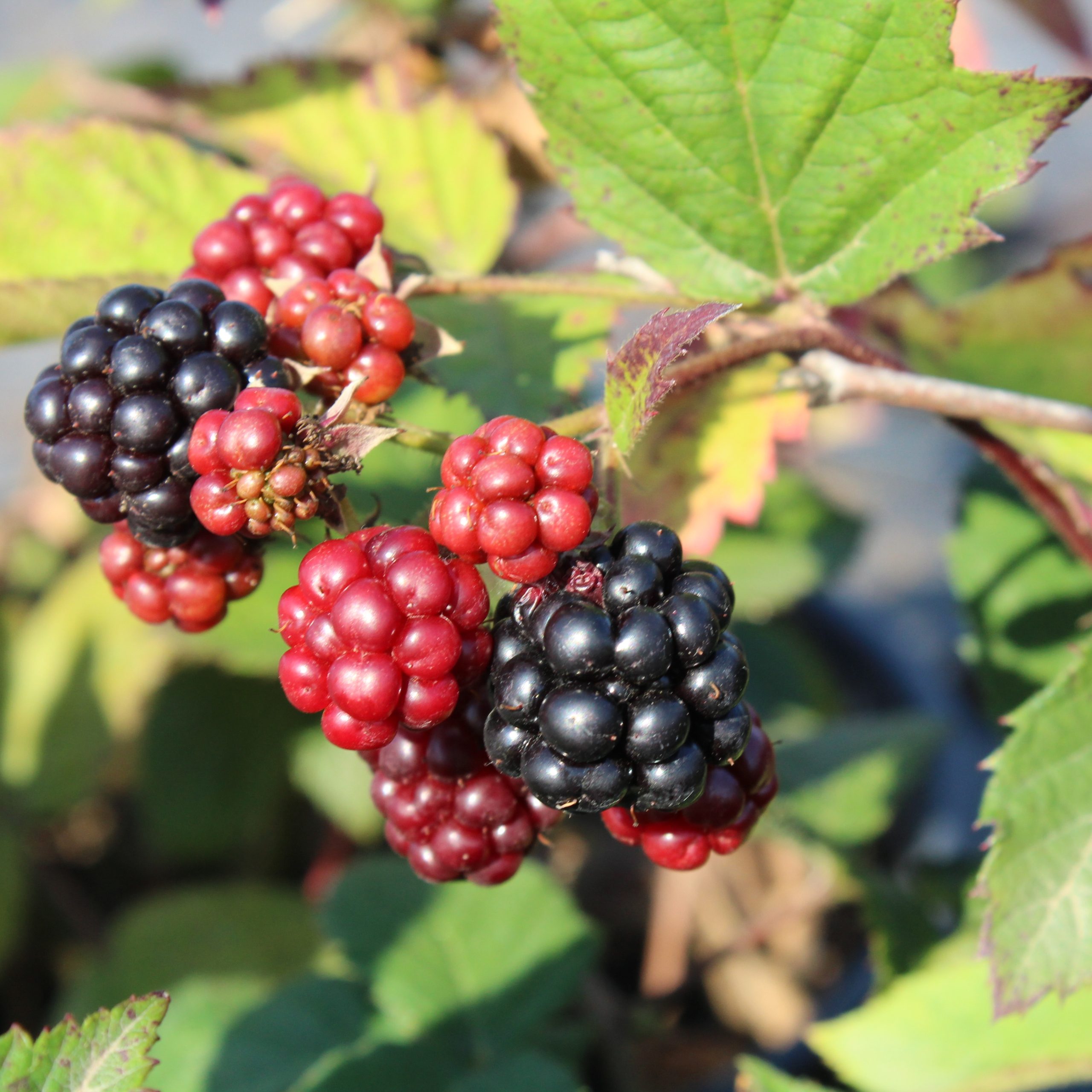 Rubus 'Chester'