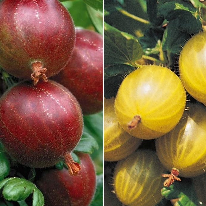 Ribes combo Groseilles