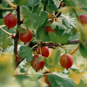 Ribes 'Jahns Prairie'