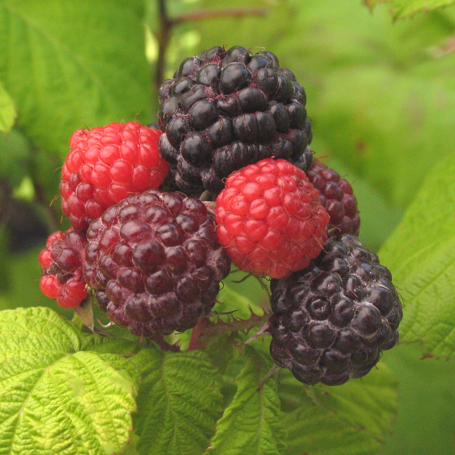 Rubus 'Jewel'