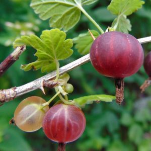 Ribes 'Little Ben'