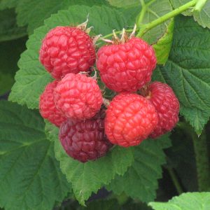 Rubus 'Nova'