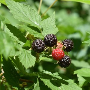 Rubus 'Pequot Lakes'