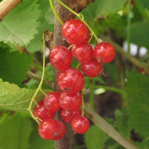 Ribes 'Red Lake'