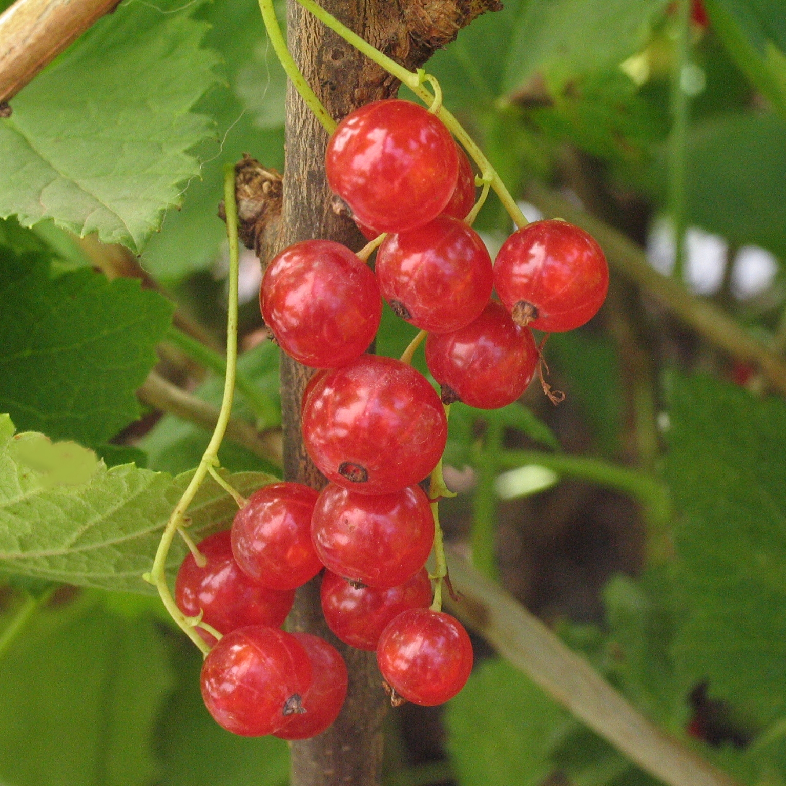 Ribes 'Red Lake'