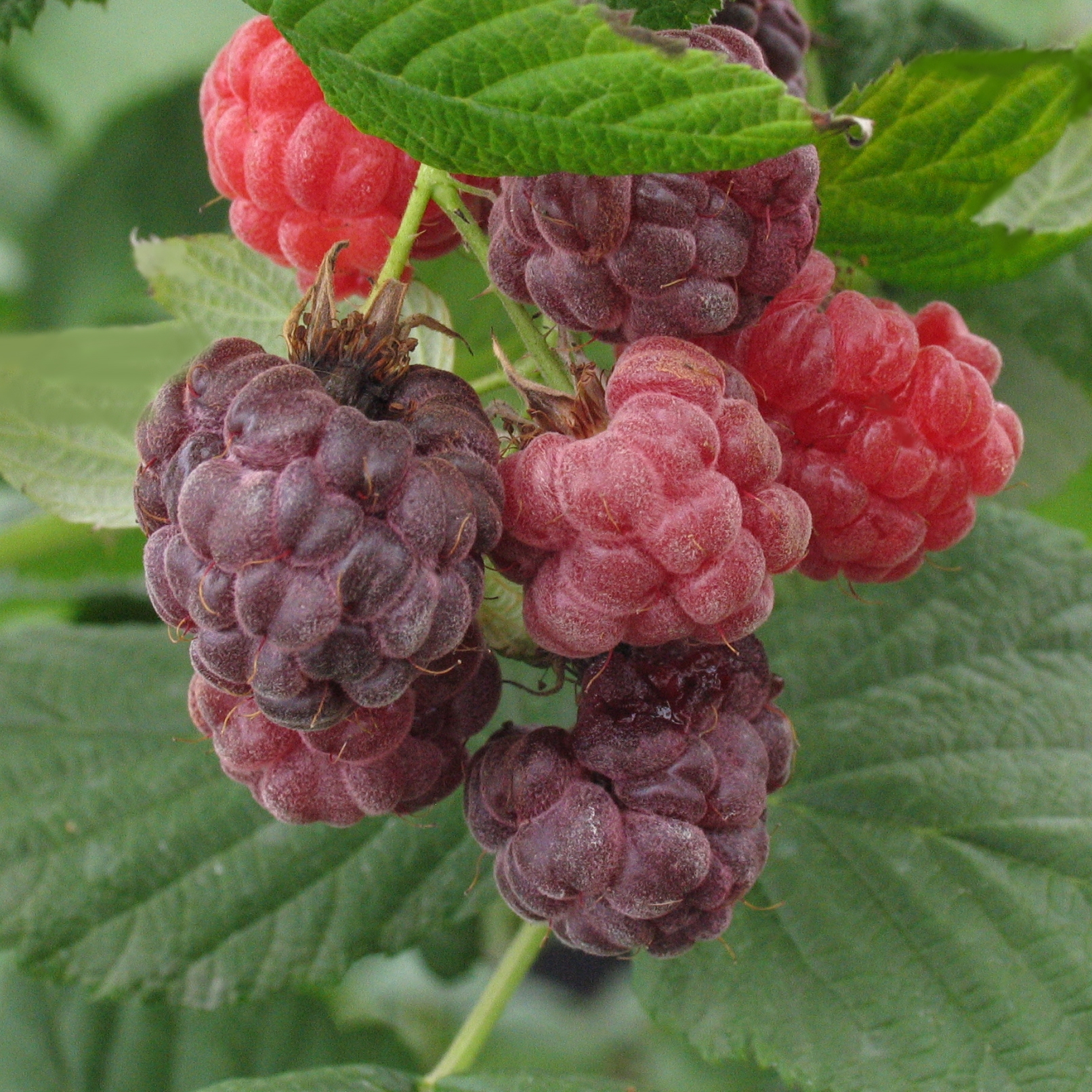 Rubus 'Royalty'