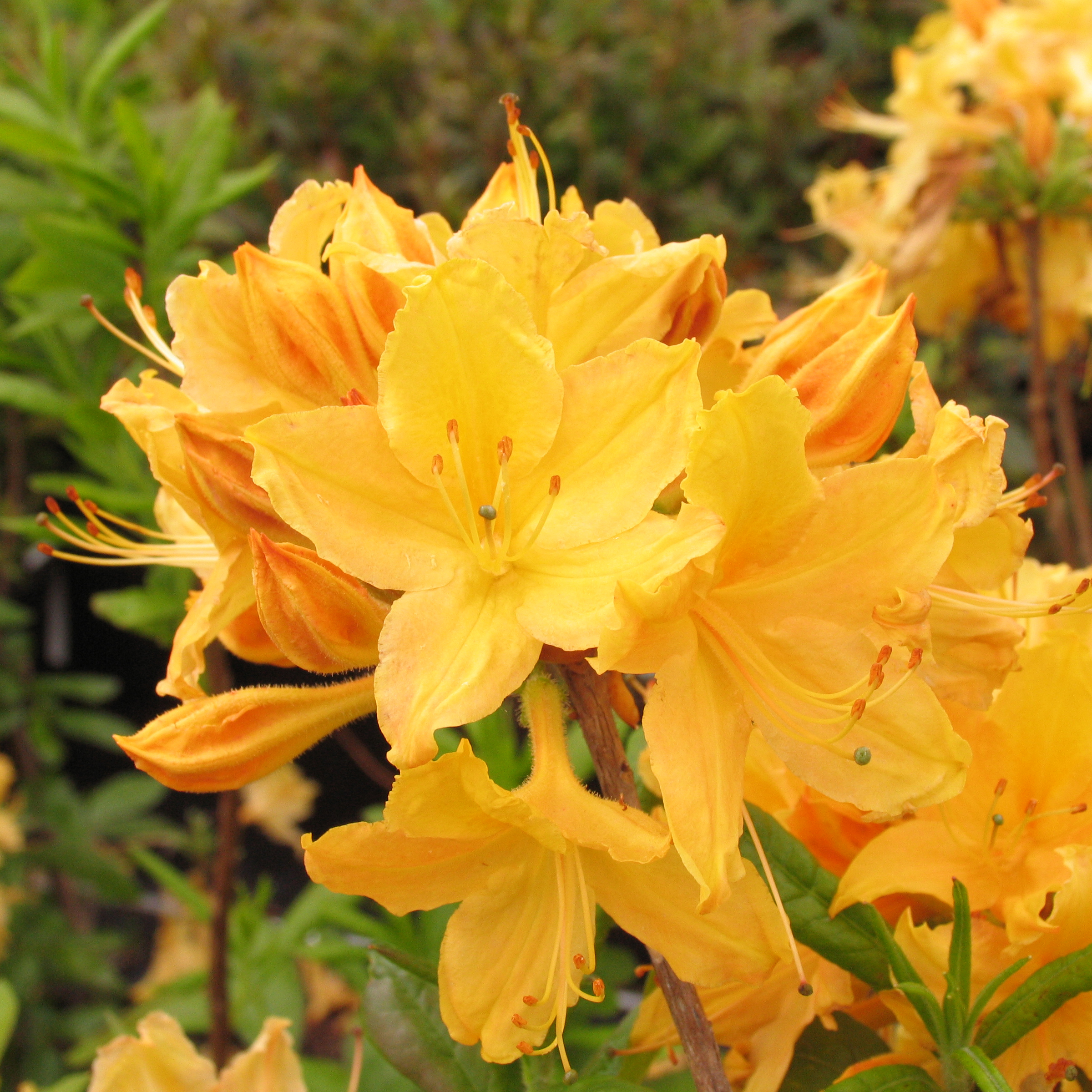 Rhododendron azalea 'Golden Lights'