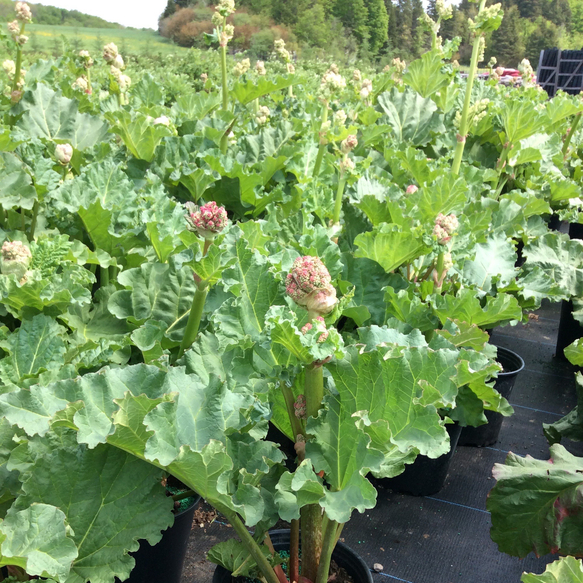 Rheum 'Victoria'