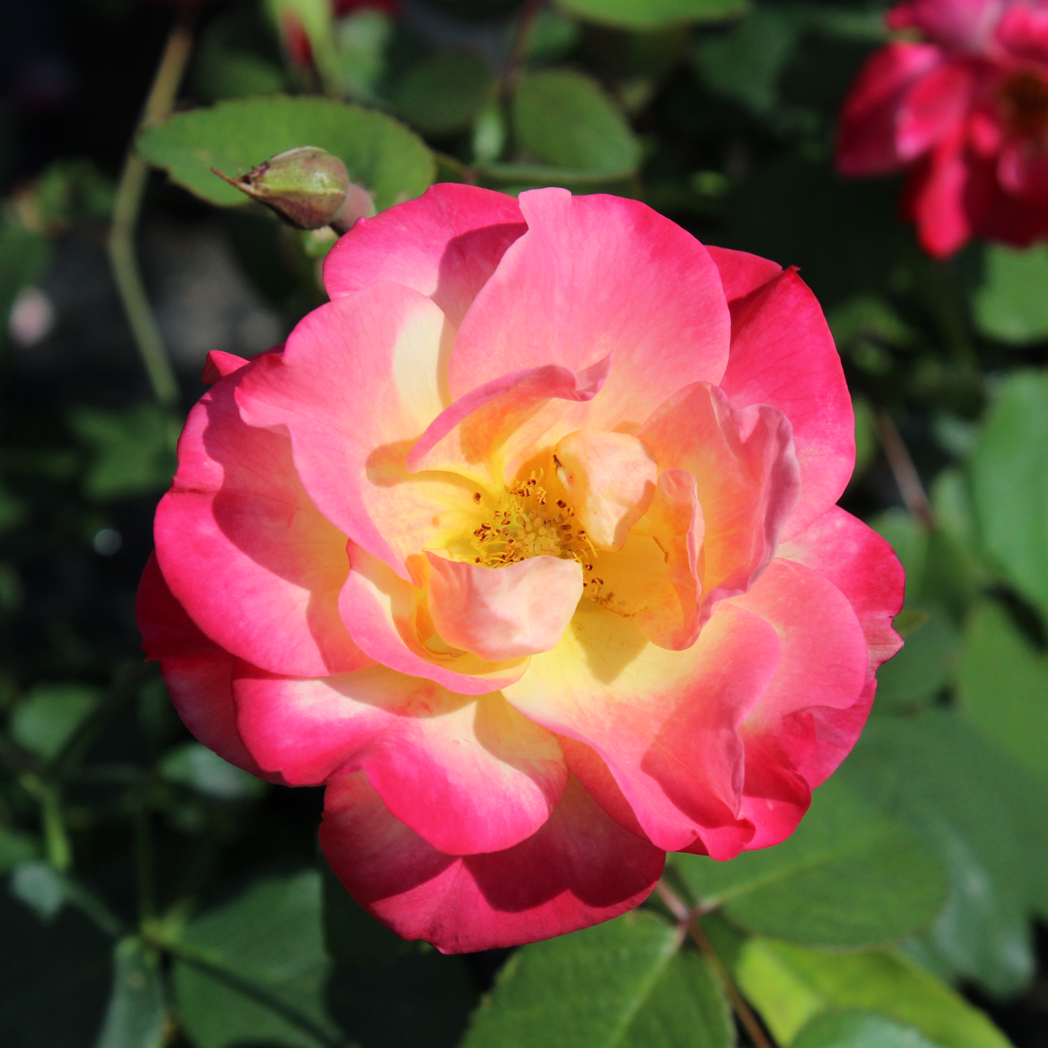 Rosier Campfire