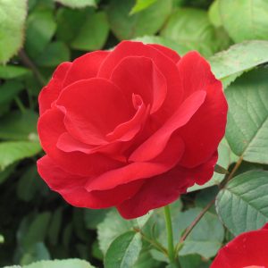 Rosa 'Emily Carr'