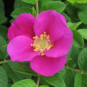 Rosa rugosa