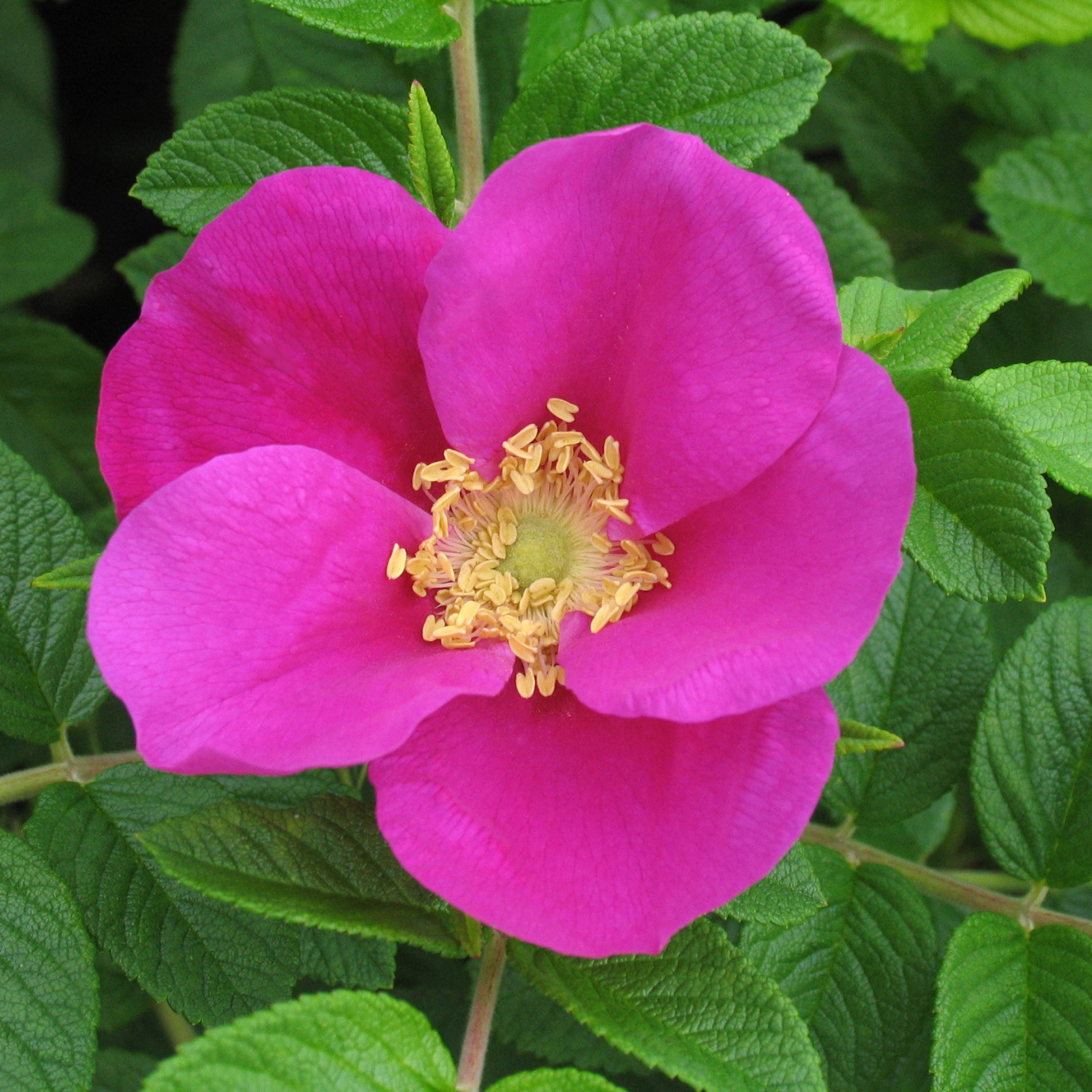 Rosa rugosa