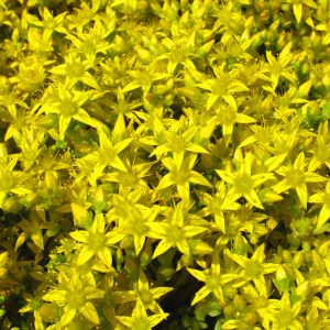 Sedum acre