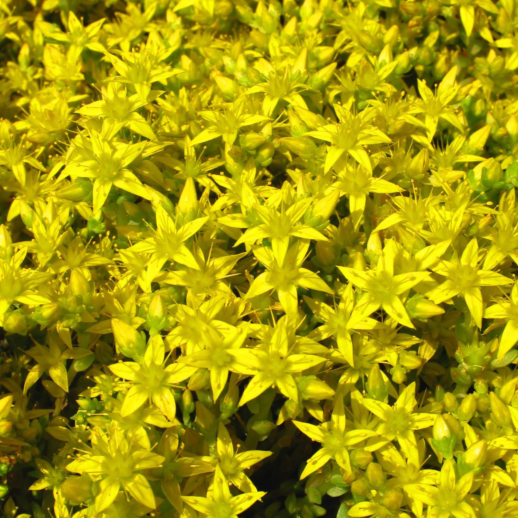 Sedum acre