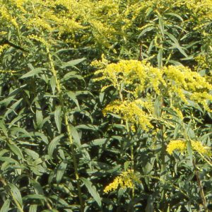 Solidago shortii 'Solar Cascade'