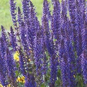 Salvia nemorosa 'Violet Queen'