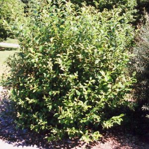 Salix discolor