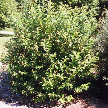 Salix discolor