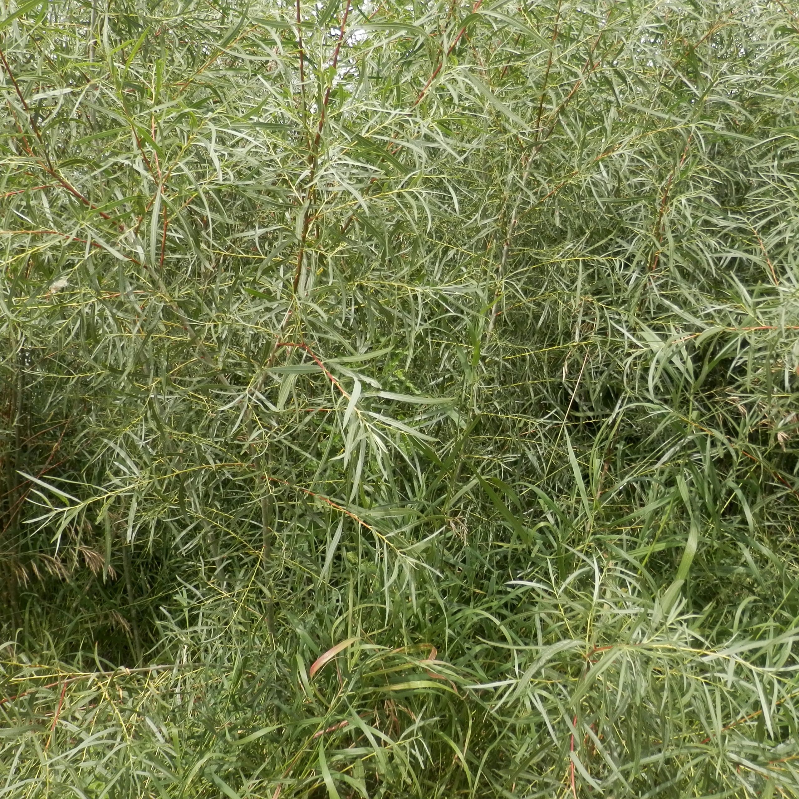 Salix interior