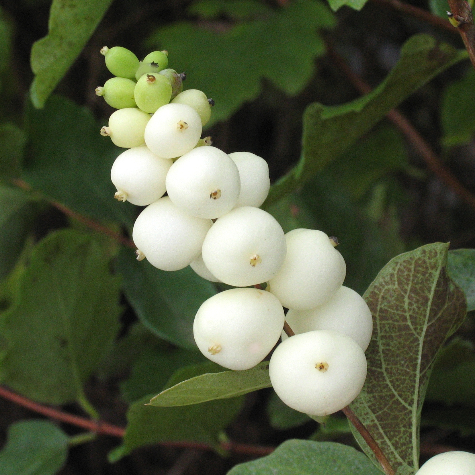 Symphoricarpos albus