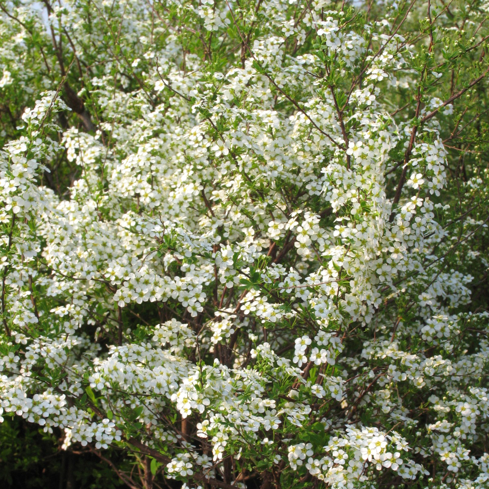Spiraea arguta