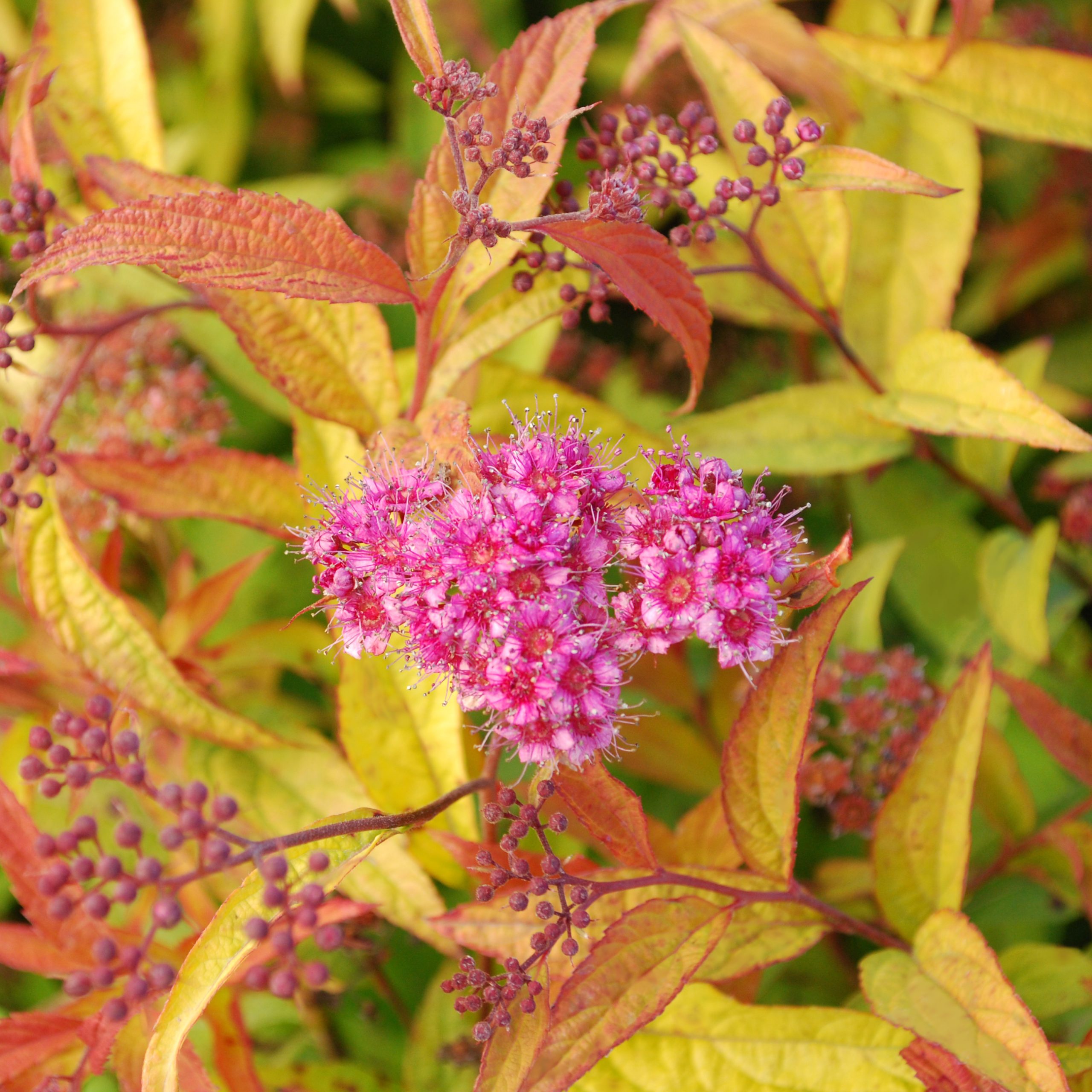 Spiraea bumalda 'Flaming Mound'