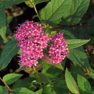 Spiraea bumalda 'Froebelii'
