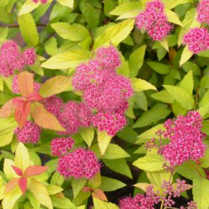 Spiraea bumalda 'Goldflame'
