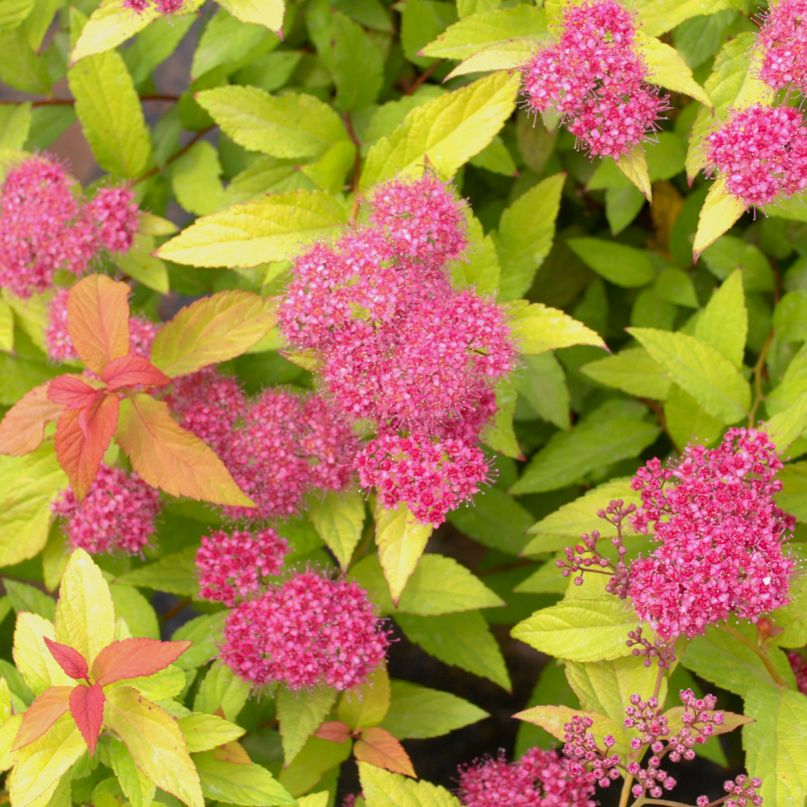 Spiraea bumalda 'Goldflame'